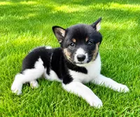 Cooper , a female Shiba Inu for sale in New Baltimore, MI – 1 of 5