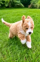 Teddy, a male Miniature Goldendoodle for sale in New Baltimore, MI – 5 of 5