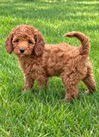 Bella, a female Cavapoo for sale in New Baltimore, MI – 3 of 4