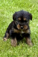 Poppy , a female Yorkshire Terrier for sale in New Baltimore, MI – 5 of 5