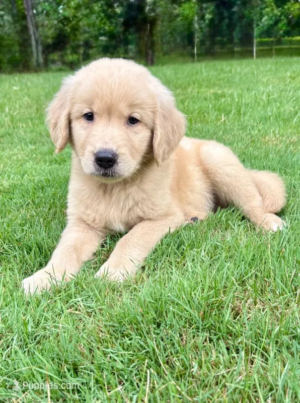 Oakley – Golden Retriever puppy for sale in New Baltimore, MI