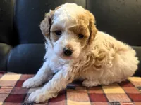 Meri, a female Poodle - Toy  for sale in Houston, MO – 5 of 7