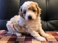 Meri, a female Poodle - Toy  for sale in Houston, MO – 7 of 7