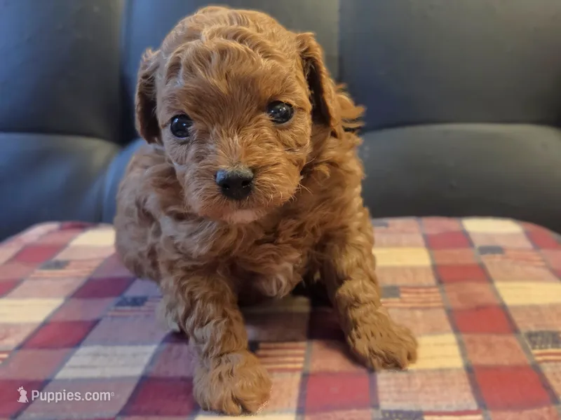Indy – Poodle - Toy  puppy for sale in Houston, MO