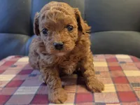 Indy, a female Poodle - Toy  for sale in Houston, MO – 1 of 4