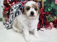Meri, a female Poodle - Toy  for sale in Houston, MO – 4 of 10