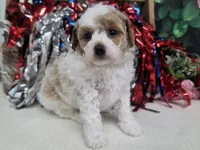 Meri, a female Poodle - Toy  for sale in Houston, MO – 7 of 10