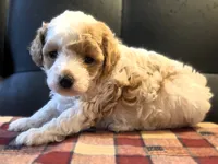 Meri, a female Poodle - Toy  for sale in Houston, MO – 6 of 7