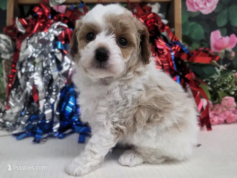 Meri – Poodle - Toy  puppy for sale in Houston, MO
