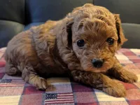 Indy, a female Poodle - Toy  for sale in Houston, MO – 3 of 4
