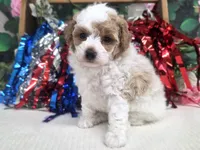 Meri, a female Poodle - Toy  for sale in Houston, MO – 5 of 10