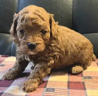 Indy, a female Poodle - Toy  for sale in Houston, MO – 2 of 4