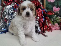 Meri, a female Poodle - Toy  for sale in Houston, MO – 6 of 10