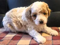 Meri, a female Poodle - Toy  for sale in Houston, MO – 4 of 7