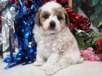 Meri, a female Poodle - Toy  for sale in Houston, MO – 2 of 10