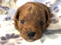 Indy, a female Poodle - Toy  for sale in Houston, MO – 4 of 4