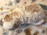 Meri, a female Poodle - Toy  for sale in Houston, MO – 2 of 7
