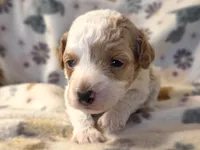 Meri, a female Poodle - Toy  for sale in Houston, MO – 3 of 7