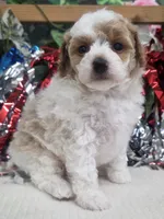 Meri, a female Poodle - Toy  for sale in Houston, MO – 3 of 10