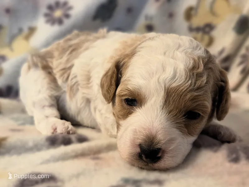 Meri – Poodle - Toy  puppy for sale in Houston, MO