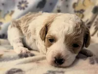 Meri, a female Poodle - Toy  for sale in Houston, MO – 1 of 7