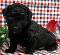 Standish, a male Poodle - Toy  for sale in Missouri, MO – Photo 10 of 10