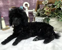 Standish, a male Poodle - Toy  for sale in Missouri, MO – Photo 3 of 10