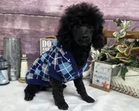 Standish, a male Poodle - Toy  for sale in Missouri, MO – Photo 4 of 10