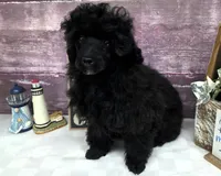 Standish, a male Poodle - Toy  for sale in Missouri, MO – Photo 6 of 10