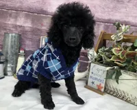 Standish, a male Poodle - Toy  for sale in Missouri, MO – Photo 5 of 10