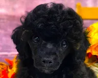 Standish, a male Poodle - Toy  for sale in Missouri, MO – Photo 9 of 10