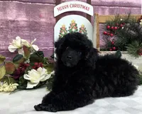 Standish, a male Poodle - Toy  for sale in Missouri, MO – Photo 8 of 10