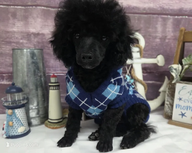 Standish, a male Poodle - Toy  for sale in Missouri, MO – Photo 1 of 10