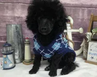 Standish, a male Poodle - Toy  for sale in Missouri, MO – Photo 1 of 10
