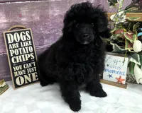 Standish, a male Poodle - Toy  for sale in Missouri, MO – Photo 7 of 10