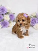 AKC Apricot Female charting 6lbs, a female Poodle - Toy  for sale in Plantation Acres, FL – 7 of 8