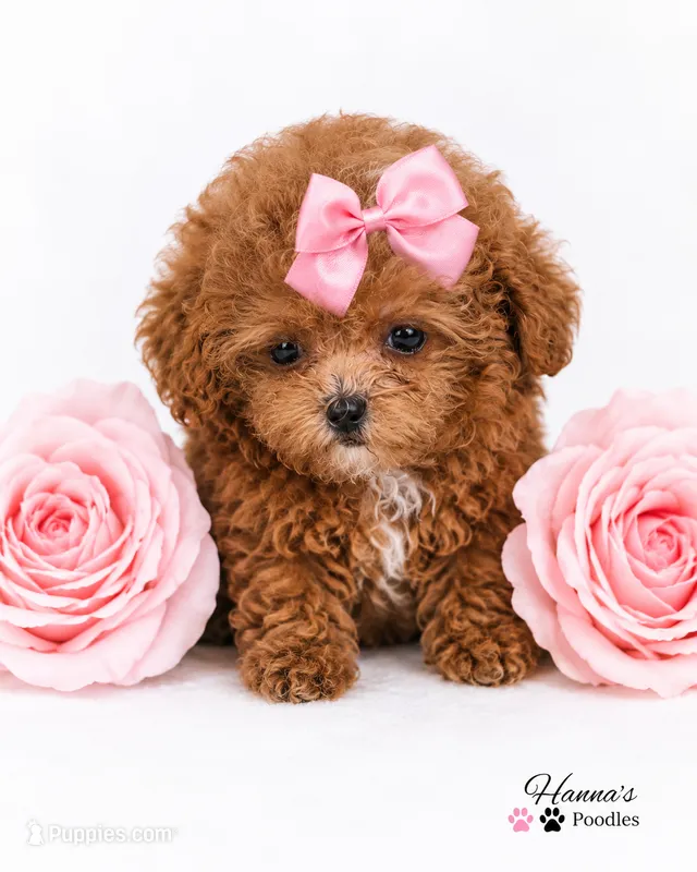 AKC tcup poodle female charting 3-4lbs as adult  – Poodle - Toy  puppy for sale in Plantation Acres, FL