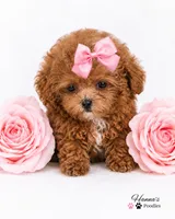 AKC Micro tcup poodle female charting 2-3lbs as adult , a female Poodle - Toy  for sale in Plantation Acres, FL – 1 of 6