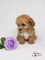 AKC Apricot Female charting 6lbs, a female Poodle - Toy  for sale in Plantation Acres, FL – 8 of 8