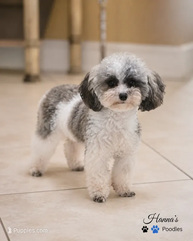AKC Tcup Poodle 2.14lbs Full Grown  – Poodle - Toy  puppy for sale in Plantation Acres, FL