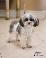 AKC Tcup Poodle 2.14lbs Full Grown , a male Poodle - Toy  for sale in Fort Lauderdale, FL – 1 of 1