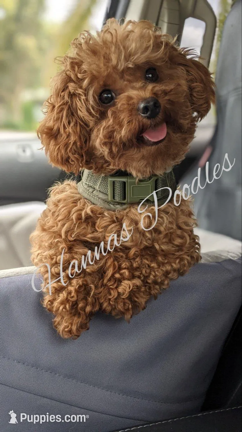 AKC Miss Peony Tcup Poodle 3-4lbs as adult Champion Bloodlines , a female Poodle - Toy  for sale in Plantation Acres, FL – Photo 9 of 10