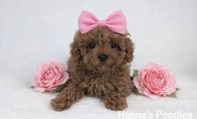 AKC Tiny Toy 5-6lbs as adult