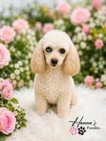 AKC T Cup Poodle 3lbs full grown already, a female Poodle - Toy  for sale in Plantation Acres, FL – 2 of 5
