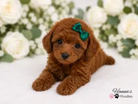 AKC Miss Emerald Toy Poodle Puppy charting 6-7lbs, a female Poodle - Toy  for sale in Plantation Acres, FL – 1 of 5