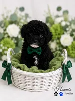 AKC Black Tuxedo Male Large Toy, a male Poodle - Toy  for sale in Plantation Acres, FL – 6 of 6