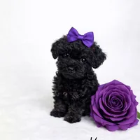 AKC Black Female 6lbs as adult , a female Poodle - Toy  for sale in Plantation Acres, FL – Photo 3 of 5