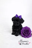 AKC Black Female 5-6lbs as adult , a female Poodle - Toy  for sale in Plantation Acres, FL – Photo 3 of 5