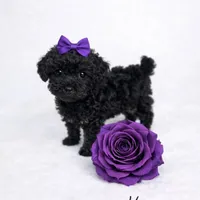 AKC Black Female 6lbs as adult , a female Poodle - Toy  for sale in Plantation Acres, FL – Photo 2 of 5