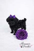 AKC Black Female 5-6lbs as adult , a female Poodle - Toy  for sale in Plantation Acres, FL – Photo 2 of 5